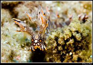 Bornella anguilla... by Dray Van Beeck 